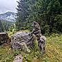 animal, brindle, bushes, canine, cloudy_sky, dog, forest, grass, hiking, landscape, moss, mountain, nature, outdoor, rock, scenery, tree_stump, trees, wilderness, wildlife