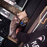 Simba joined the competition — help win amazing prizes! cat, kitchen, person, counter, stove, microwave, oven_mitt, tile, gray_cat, domestic_cat, indoor, pet, collar, hand, shirt, text_on_shirt, black_shirt, quilted, curious, home