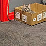 cat, gray_cat, cardboard_box, carpet, red_doorframe, gray_wall, crutches, indoor, pet, animal, curious, feline, sitting, peeking, home_interior, floor, box, domestic, resting, quiet