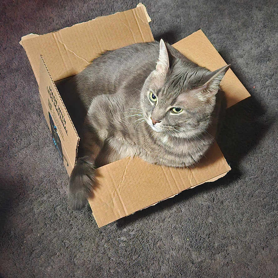Simba joined the competition — help win amazing prizes! animal, box, cardboard_box, carpet, cat, cute, domestic_animal, ears, feline, floor, fur, gray_cat, indoor, looking_away, pet, relaxed, resting, tabby, tail, whiskers