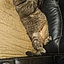Simba is registered to the contest to win money with this photo: cat, tabby_cat, gray_cat, pet, feline, relaxed, sleeping, towel, fabric, leather_couch, black_couch, indoor, cozy, resting, paw, whiskers, fur, animal, domestic_animal, home