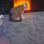 Simba is registered to the contest to win money with this photo: cat, carpet, fireplace, indoor, furniture, decor, glass_jars, pearls, photo_frame, gray_cat, electric_fireplace, curious, pet, home, floor, sitting, cozy, black_furniture, reflection, warm_light