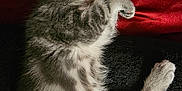 Nala is registered to the contest to win money with this photo: kitten, sleeping, gray_tabby, paw, fur, cozy, blanket, red, black, cute, pet, indoor, resting, animal, small, feline, whiskers, soft, relaxed, comfort