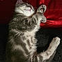kitten, sleeping, gray_tabby, paw, fur, cozy, blanket, red, black, cute, pet, indoor, resting, animal, small, feline, whiskers, soft, relaxed, comfort
