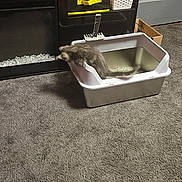 Nala is registered to the contest to win money with this photo: kitten, cat, litter_box, carpet, cabinet, container, plastic, foot, medical_boot, room, indoor, pet, furniture, decor, glass, box, toy, gray, jumping, blur