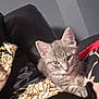 Nala is registered to the contest to win money with this photo: kitten, cat, gray_cat, tabby, pet, indoor, close_up, curious, young_cat, feline, cute, whiskers, ears, fur, resting, animal, domestic_cat, soft_lighting, patterned_fabric, comfort
