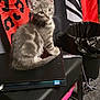 Nala joined the competition — help win amazing prizes! kitten, cat, gray_fur, laptop, stool, flag, red, black, trash_bin, carpet, cat_food, milk, bowl, cable, indoor, pet, furniture, curious, sitting, young_animal