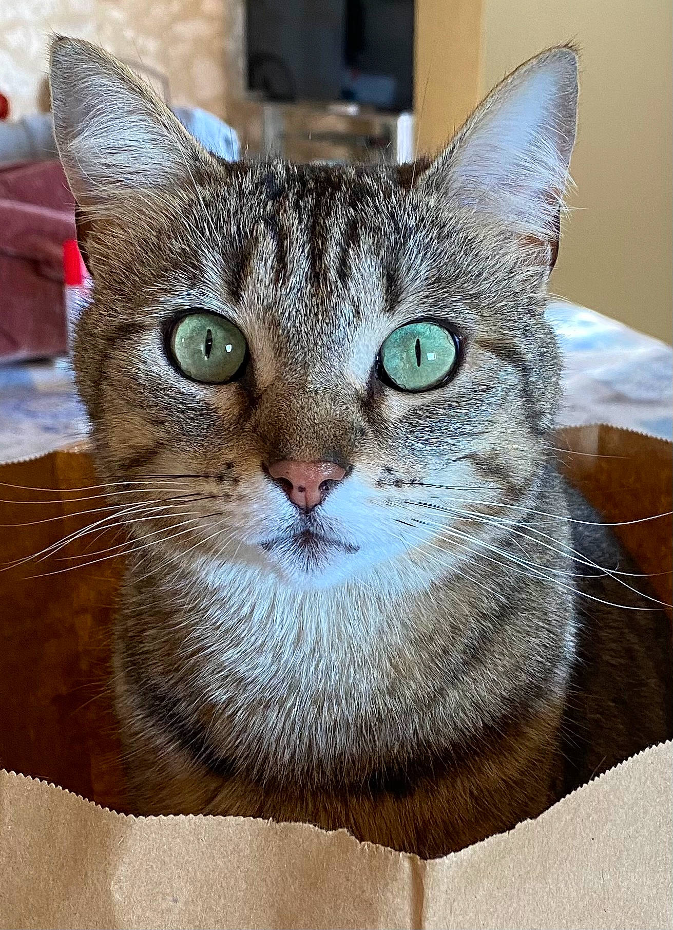 Prunelle participe au concours pour gagner de l'argent avec cette photo : carnivore, cat, domestic_short_haired_cat, felidae, fur, small_to_medium_sized_cats, snout, terrestrial_animal, tree, whiskers, wildlife, window