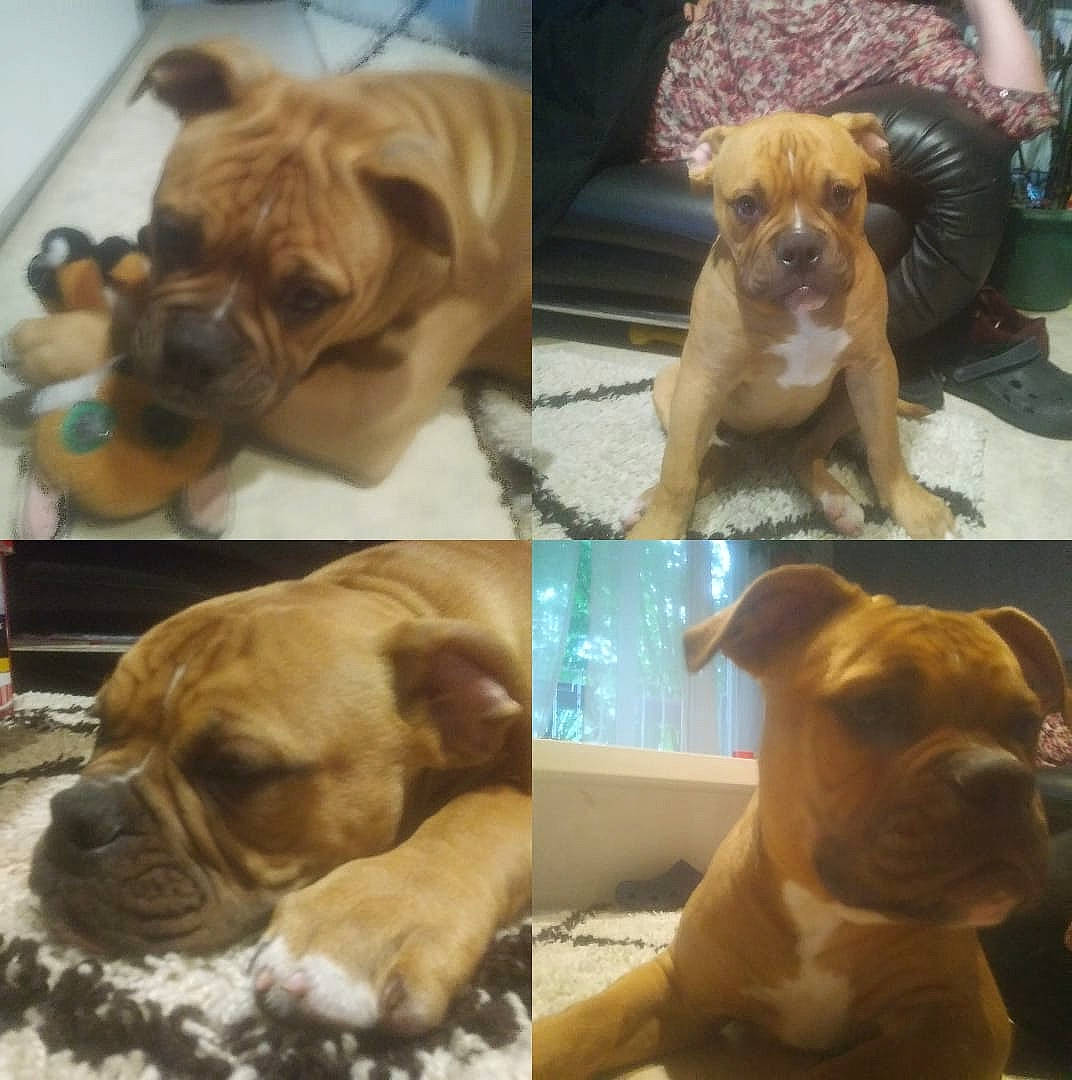 Kaiser participe au concours pour gagner de l'argent avec cette photo : ancient_dog_breeds, bulldog, canidae, carnivore, companion_dog, dog, dog_breed, dogue_de_bordeaux, fawn, mammal, molosser, non_sporting_group, old_english_bulldog, olde_english_bulldogge, puppy, puppy_love, rare_breed_dog, renascence_bulldogge, snout, vertebrate