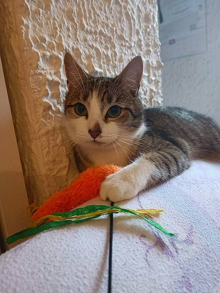 Sunny participe au concours pour gagner de l'argent avec cette photo : box, cardboard, carnivore, cat, cat_supply, claw, comfort, domestic_short_haired_cat, door, fawn, felidae, fur, linens, paw, pet_supply, small_to_medium_sized_cats, snout, tail, whiskers, wood