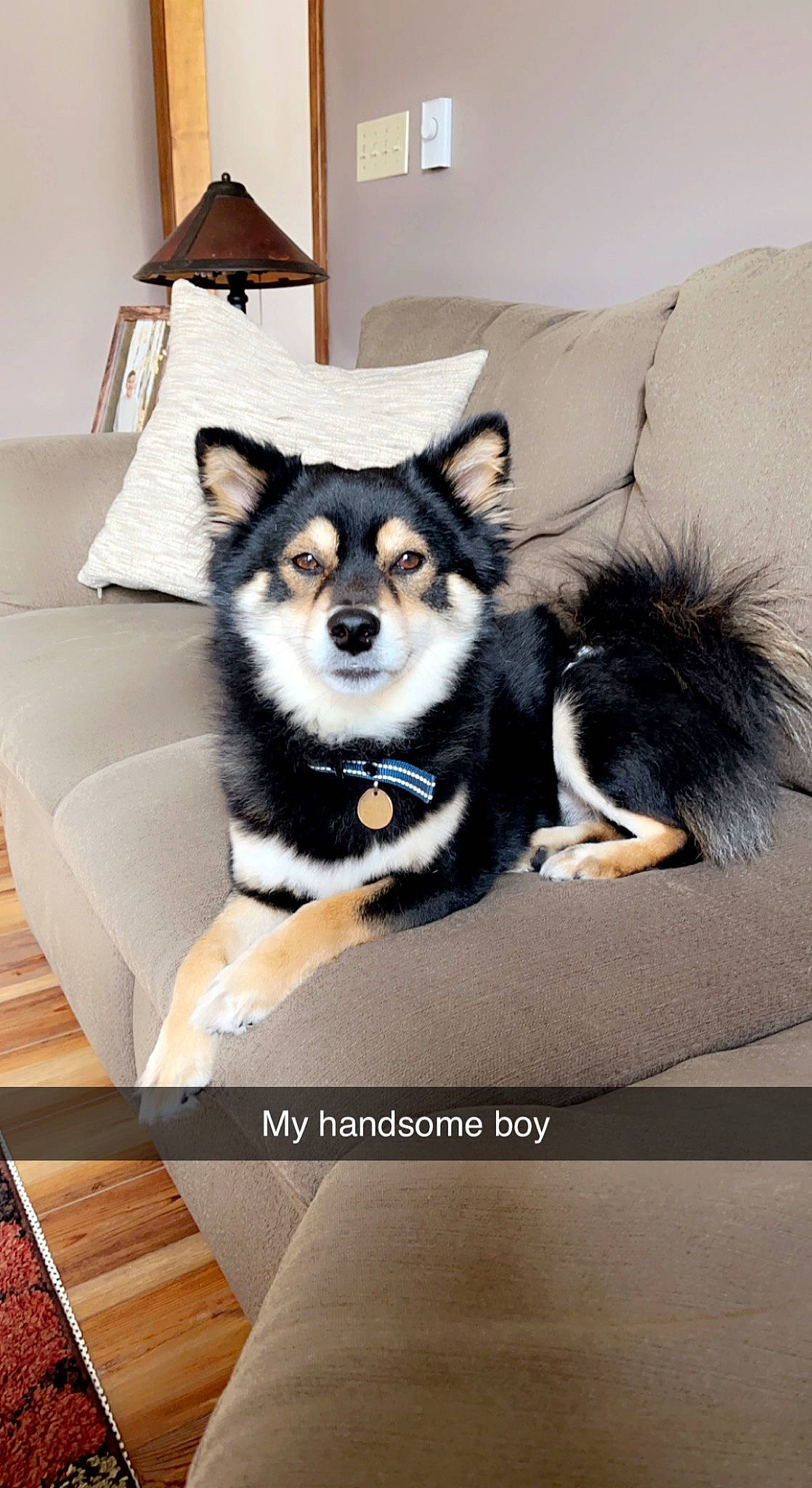 Baloo joined the competition — help win amazing prizes! art, canidae, carnivore, companion_dog, dog, dog_breed, dog_supply, flooring, fur, hardwood, picture_frame, rectangle, room, sitting, sporting_group, wood, working_animal, working_dog