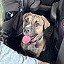 Lana is registered to the contest to win money with this photo: dog, car_interior, seat, floor_mat, tongue_out, pet, brown_dog, happy_dog, canine, collar, seat_back, window, person, casual, indoor, animal, companion, vehicle, transportation, looking_up