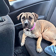 Lana joined the competition — help win amazing prizes! dog, pet, car_interior, backseat, collar, brown_dog, seated, looking_at_camera, animal, furry, paw, seatbelt, fabric, window, headrest, casual, indoor, domestic_animal, companion, relaxed