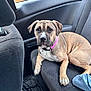 dog, pet, car_interior, backseat, collar, brown_dog, seated, looking_at_camera, animal, furry, paw, seatbelt, fabric, window, headrest, casual, indoor, domestic_animal, companion, relaxed