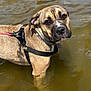 Lana is registered to the contest to win money with this photo: dog, water, shallow_water, harness, collar, brown_fur, outdoor, pet, animal, canine, curious, sunlight, reflection, wet, standing, nature, portrait, daylight, closeup, leash