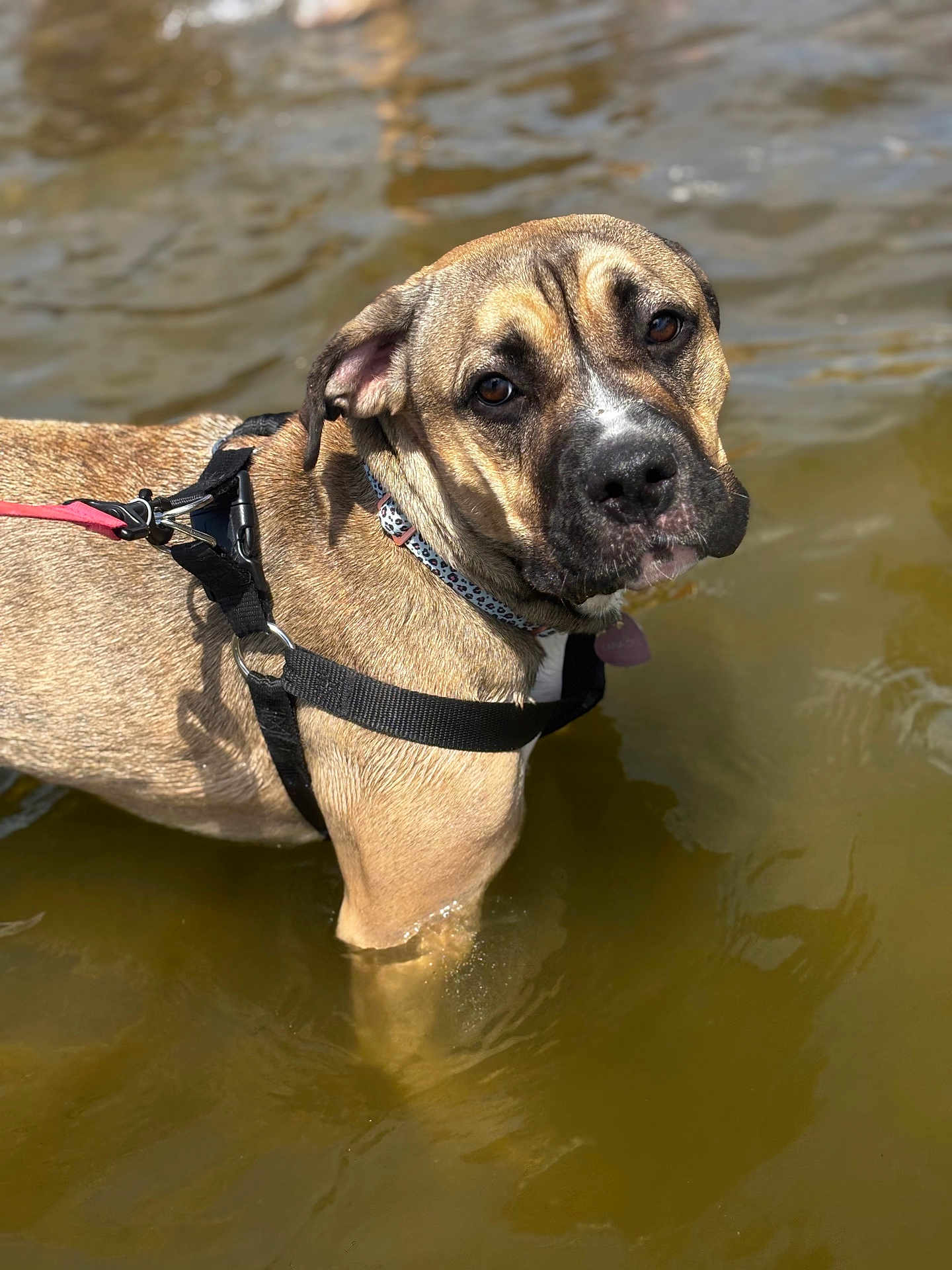 Lana is registered to the contest to win money with this photo: dog, water, shallow_water, harness, collar, brown_fur, outdoor, pet, animal, canine, curious, sunlight, reflection, wet, standing, nature, portrait, daylight, closeup, leash