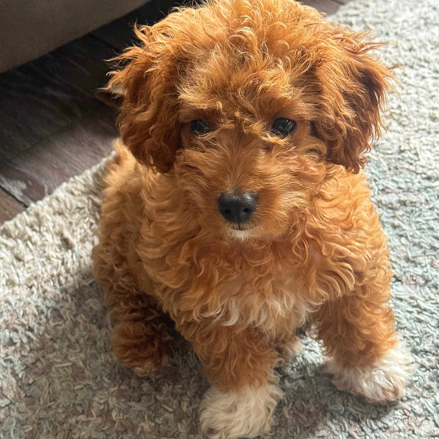 Maggie Mae joined the competition — help win amazing prizes! adorable, animal, brown_fur, carpet, close_up, companion, curly_fur, cute, dog, domestic_animal, floor, fluffy, fur, indoor, looking_up, pet, puppy, sitting, white_paws, young_dog