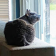 Cinder is registered to the contest to win money with this photo: cat, gray_cat, feline, pet, indoor, window, ledges, fur, animal, looking_out, daylight, resting, contemplative, whiskers, ears, tail, quiet, home, cozy, curious