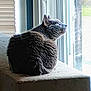 cat, gray_cat, feline, pet, indoor, window, ledges, fur, animal, looking_out, daylight, resting, contemplative, whiskers, ears, tail, quiet, home, cozy, curious