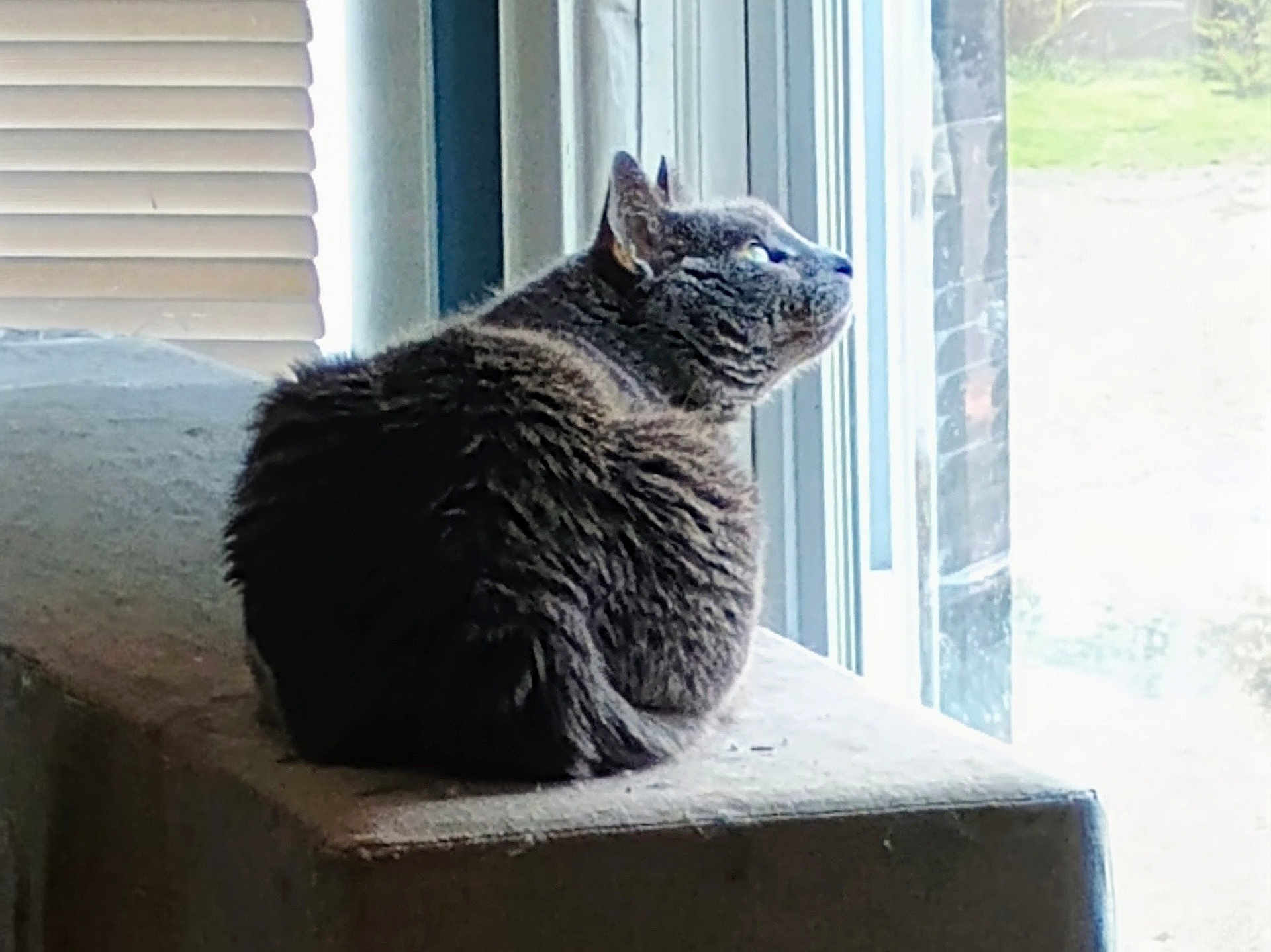 Cinder is registered to the contest to win money with this photo: cat, gray_cat, feline, pet, indoor, window, ledges, fur, animal, looking_out, daylight, resting, contemplative, whiskers, ears, tail, quiet, home, cozy, curious