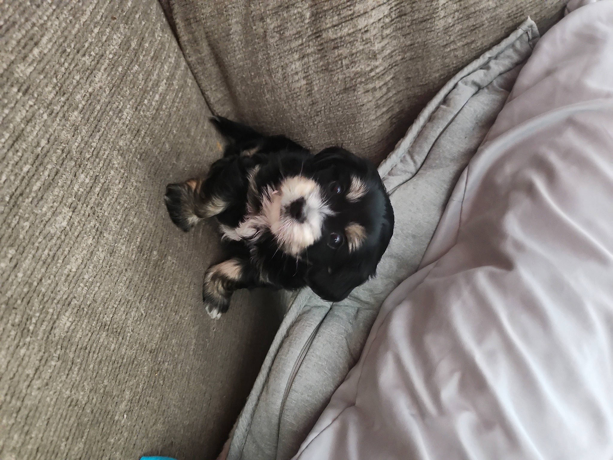 Sebastian is registered to the contest to win money with this photo: black_cat, carnivore, claw, comfort, companion_dog, dog, dog_breed, domestic_short_haired_cat, felidae, flooring, fur, grey, linens, nap, paw, small_to_medium_sized_cats, tail, toy_dog, whiskers, working_animal