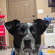 Albie is registered to the contest to win money with this photo: dog, black_and_white, bandana, indoor, pet, close_up, face, ears, floor, door, popcorn_machine, coca_cola, household_items, expression, blue, fur, animal, portrait, looking, background