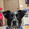 dog, black_and_white, bandana, indoor, pet, close_up, face, ears, floor, door, popcorn_machine, coca_cola, household_items, expression, blue, fur, animal, portrait, looking, background