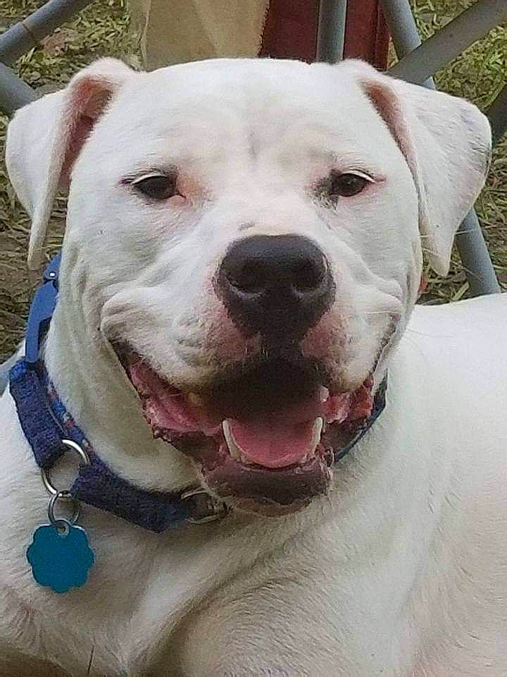 Glacier joined the competition — help win amazing prizes! canidae, carnivore, collar, companion_dog, dog, dog_breed, dog_collar, electric_blue, fang, fawn, fence, jaw, jewellery, non_sporting_group, pet_supply, snout, sporting_group, terrestrial_animal, whiskers, working_animal