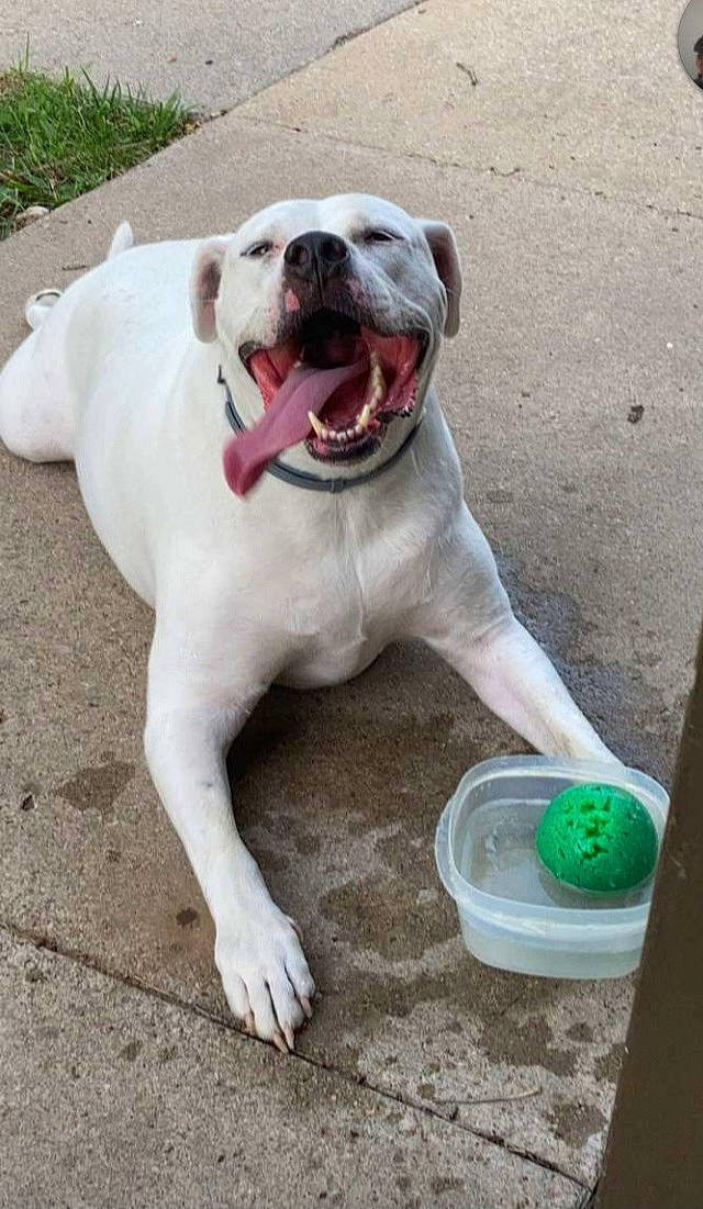 Glacier joined the competition — help win amazing prizes! canidae, carnivore, collar, companion_dog, dog, dog_breed, dog_collar, dog_supply, fang, fawn, non_sporting_group, pet_supply, plant, snout, sporting_group, whiskers, working_animal, working_dog