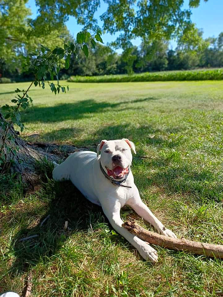 Glacier joined the competition — help win amazing prizes! carnivore, collar, companion_dog, dog, dog_breed, dog_collar, fawn, grass, grassland, landscape, non_sporting_group, pasture, pet_supply, plant, sky, sporting_group, tail, tree, working_animal, working_dog