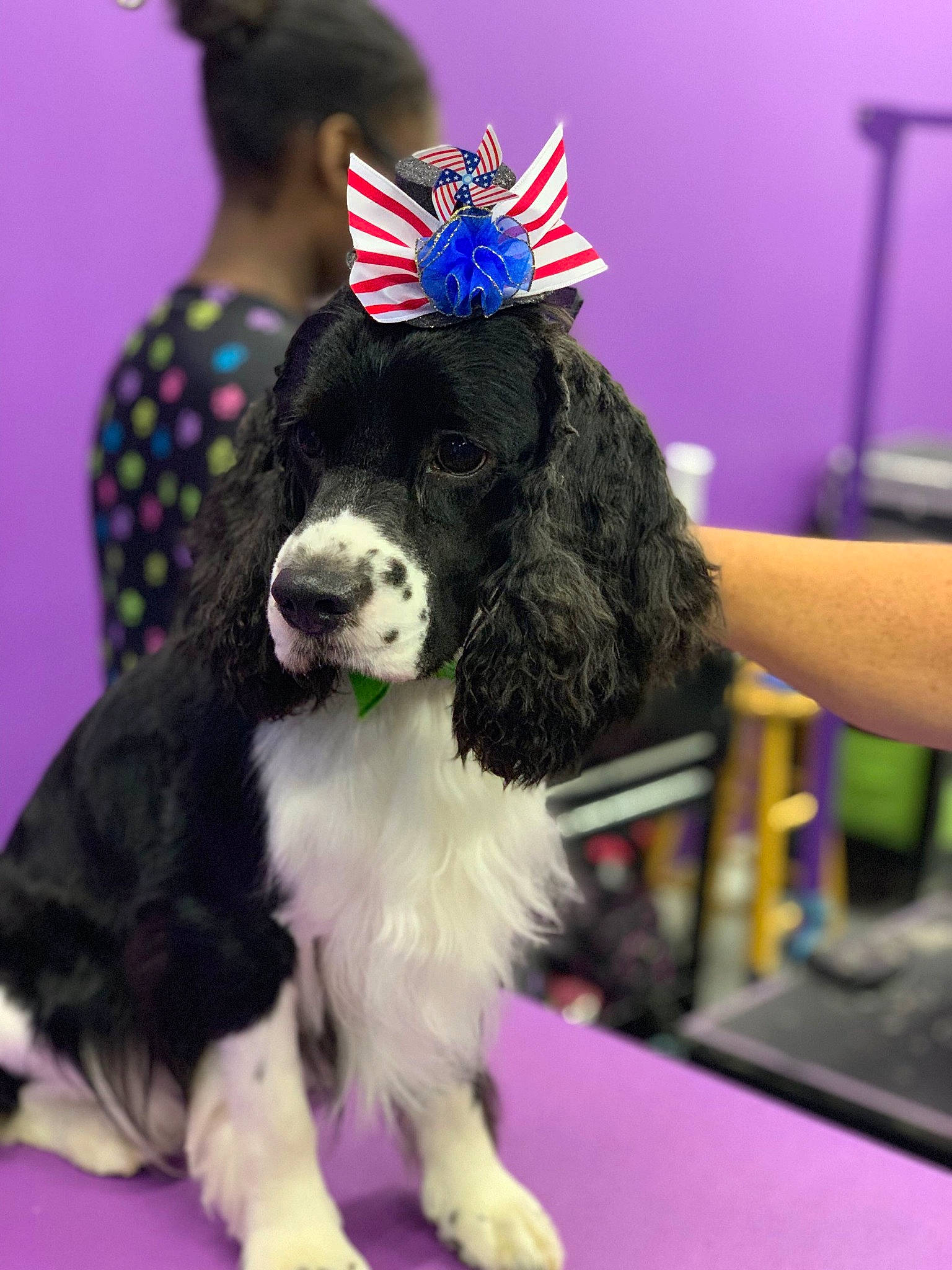 Beauregard joined the competition — help win amazing prizes! american_cocker_spaniel, canidae, carnivore, cocker_spaniel, companion_dog, conformation_show, dog, dog_breed, english_cocker_spaniel, english_springer_spaniel, kennel_club, mammal, rare_breed_dog, spaniel, sporting_group, vertebrate