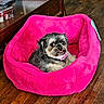 Skye joined the competition — help win amazing prizes! animal, brown, companion, cozy, cute, dog, domestic, fur, furniture, home, indoor, pet_bed, pink, plush, relaxed, resting, small_dog, tongue, wide_eyes, wooden_floor