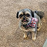 Skye joined the competition — help win amazing prizes! adorable, animal, bow, canine, carpet, collar, companion, cute, cute_pet, dog, domestic_animal, fluffy, friendly, furry, indoor, looking_up, pet, portrait, small_dog, tongue_out