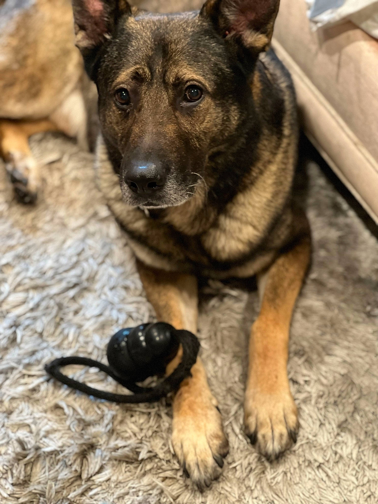 Sten is registered to the contest to win money with this photo: ancient_dog_breeds, carnivore, companion_dog, dog, dog_breed, fawn, foot, german_shepherd_dog, guard_dog, herding_dog, mammal, paw, plant, snout, street_dog, terrestrial_animal, vertebrate, wood, working_animal, working_dog