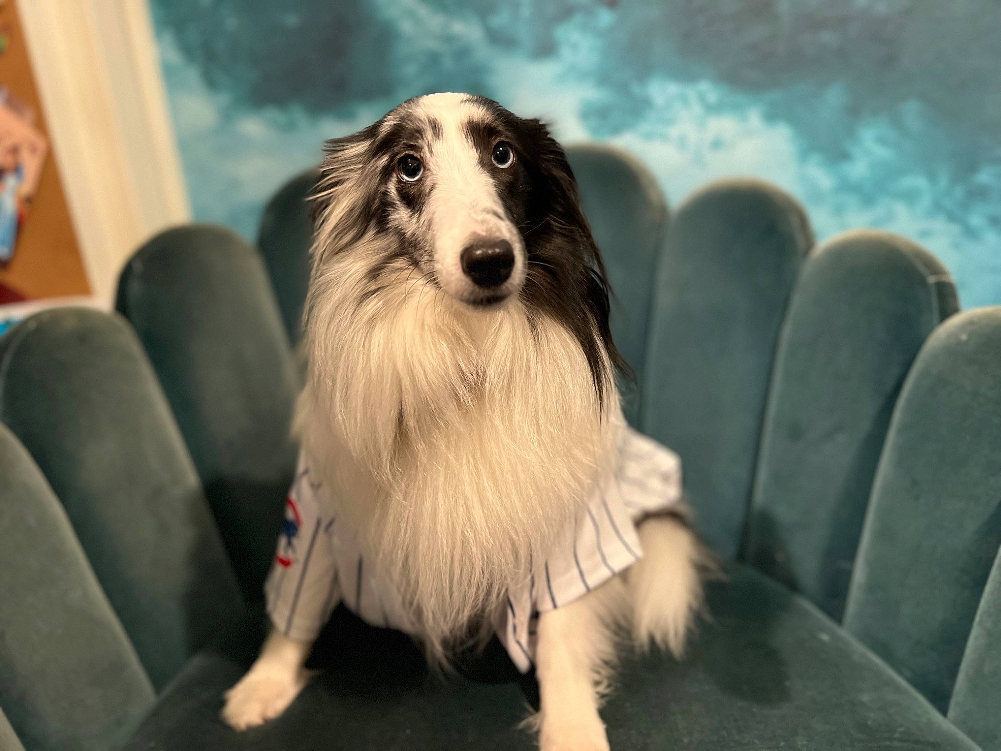 Lola is registered to the contest to win money with this photo: border_collie, canidae, carnivore, cloud, collie, companion_dog, dog, dog_breed, flash_photography, fur, happy, herding_dog, rough_collie, scotch_collie, shetland_sheepdog, sky, snout, sporting_group, whiskers, working_dog