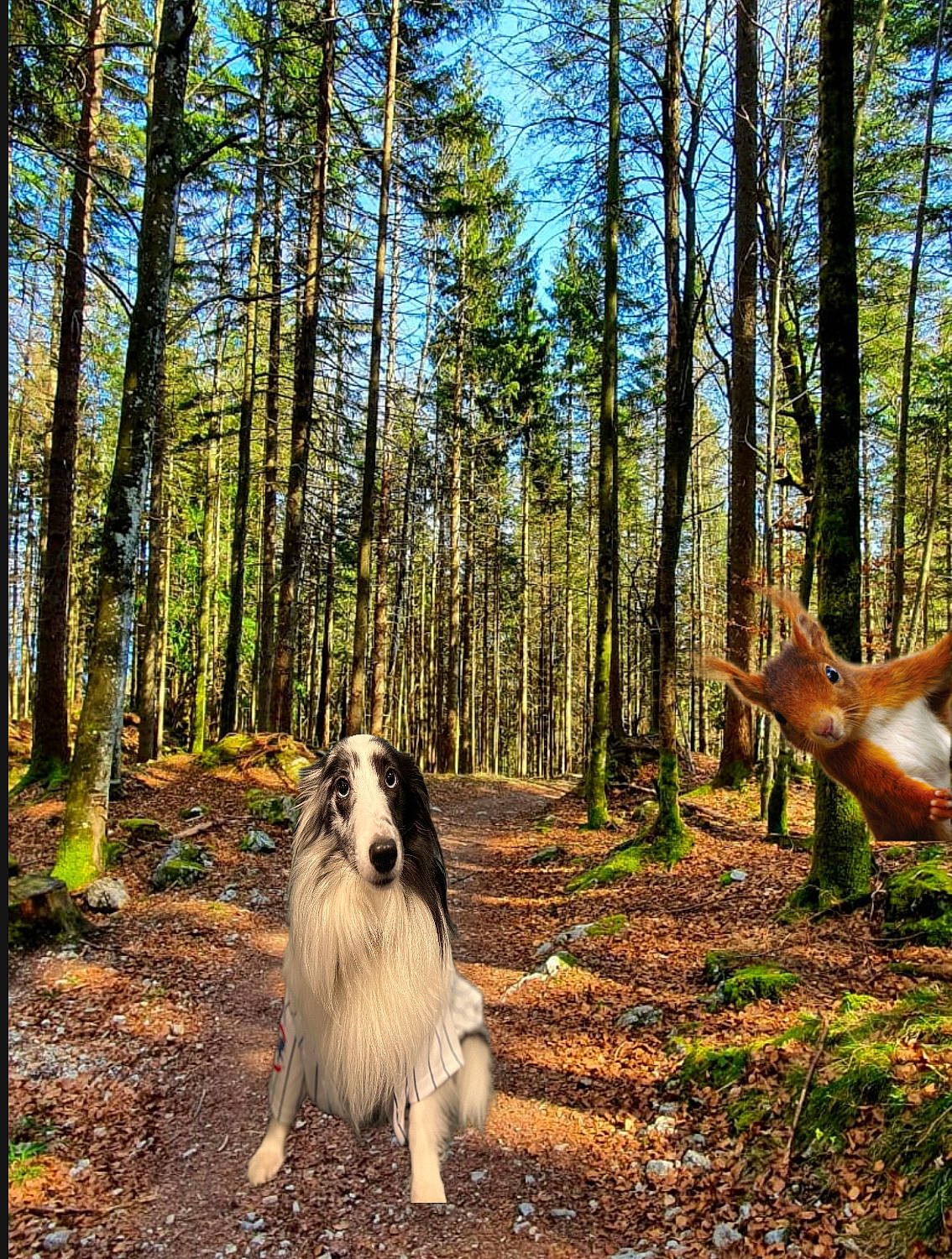 Lola is registered to the contest to win money with this photo: biome, carnivore, collie, companion_dog, dog, dog_breed, fawn, forest, grass, herding_dog, mammal, natural_landscape, plant, shetland_sheepdog, sky, tree, trunk, vertebrate, wood, woodland