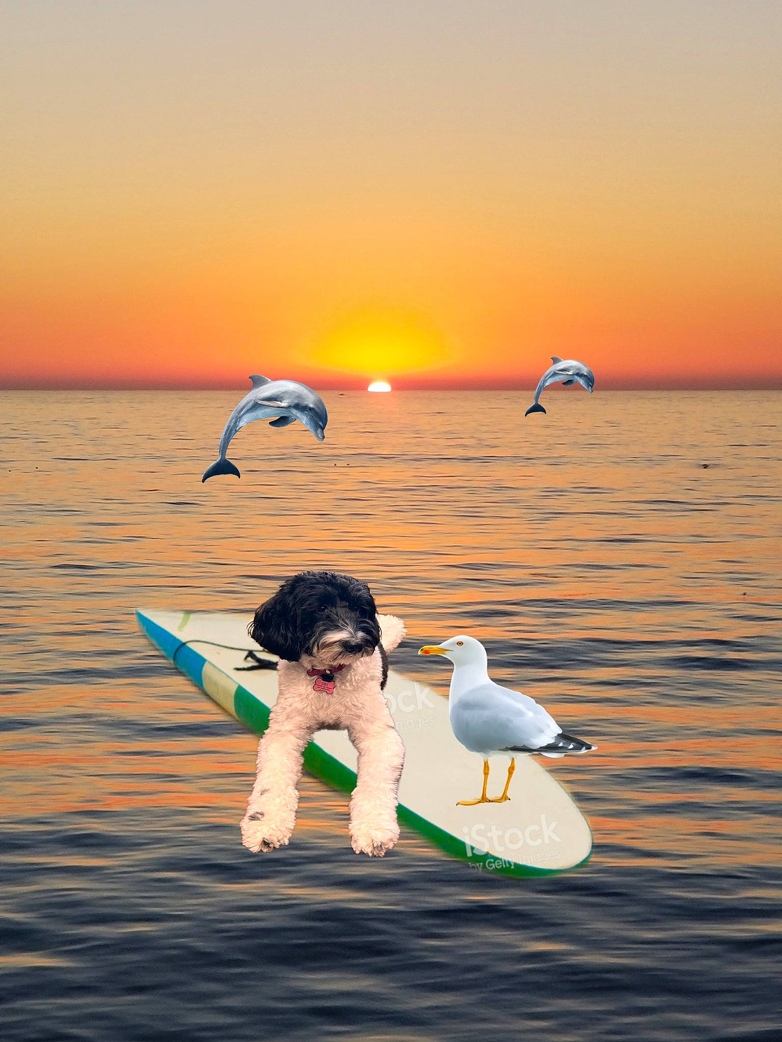 Delilah joined the competition — help win amazing prizes! afterglow, beach, beak, bird, body_of_water, cloud, dusk, happy, horizon, lake, light, morning, nature, sky, summer, sunlight, sunrise, sunset, vertebrate, water