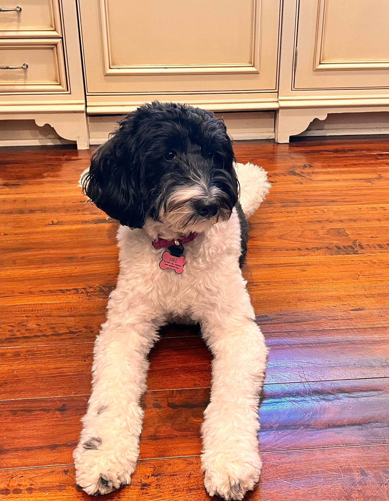 Delilah is registered to the contest to win money with this photo: canidae, carnivore, companion_dog, dog, dog_breed, dog_collar, door, fur, hardwood, labradoodle, small_terrier, snout, sporting_group, terrier, toy_dog, varnish, water_dog, wood, wood_stain, working_animal