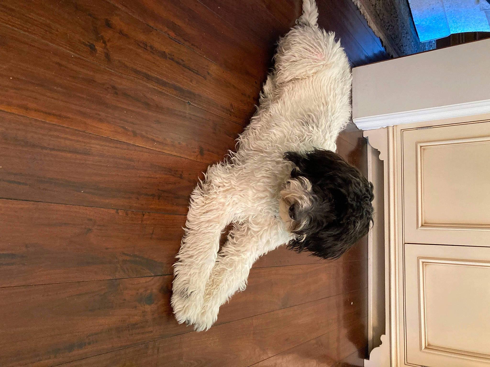 Delilah joined the competition — help win amazing prizes! carnivore, companion_dog, dog, dog_breed, door, fawn, felidae, fur, hardwood, pet_supply, plank, small_to_medium_sized_cats, sporting_group, tail, terrier, toy_dog, varnish, window, wood, wood_stain