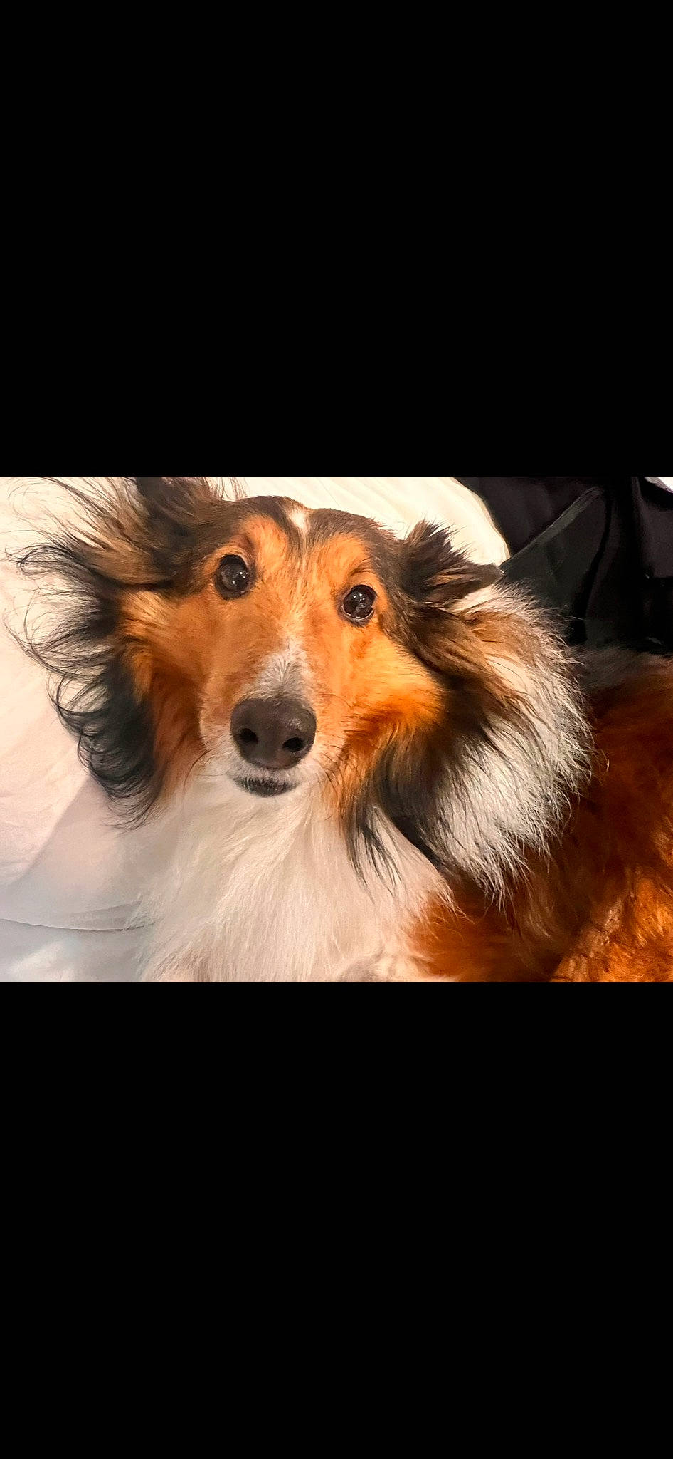 Andy is registered to the contest to win money with this photo: canidae, carnivore, collie, companion_dog, dog, dog_breed, fur, liver, rough_collie, shetland_sheepdog, snout, sporting_group, whiskers, working_animal, working_dog