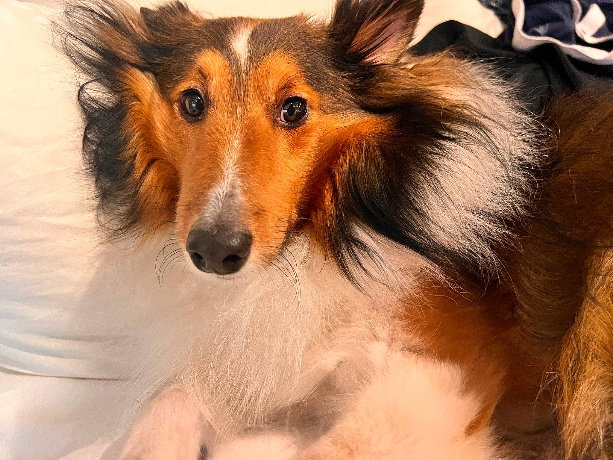 Andy is registered to the contest to win money with this photo: canidae, carnivore, collie, companion_dog, dog, dog_breed, ear, fawn, fur, head, liver, rough_collie, scotch_collie, shetland_sheepdog, snout, sporting_group, terrestrial_animal, whiskers, wildlife, working_animal