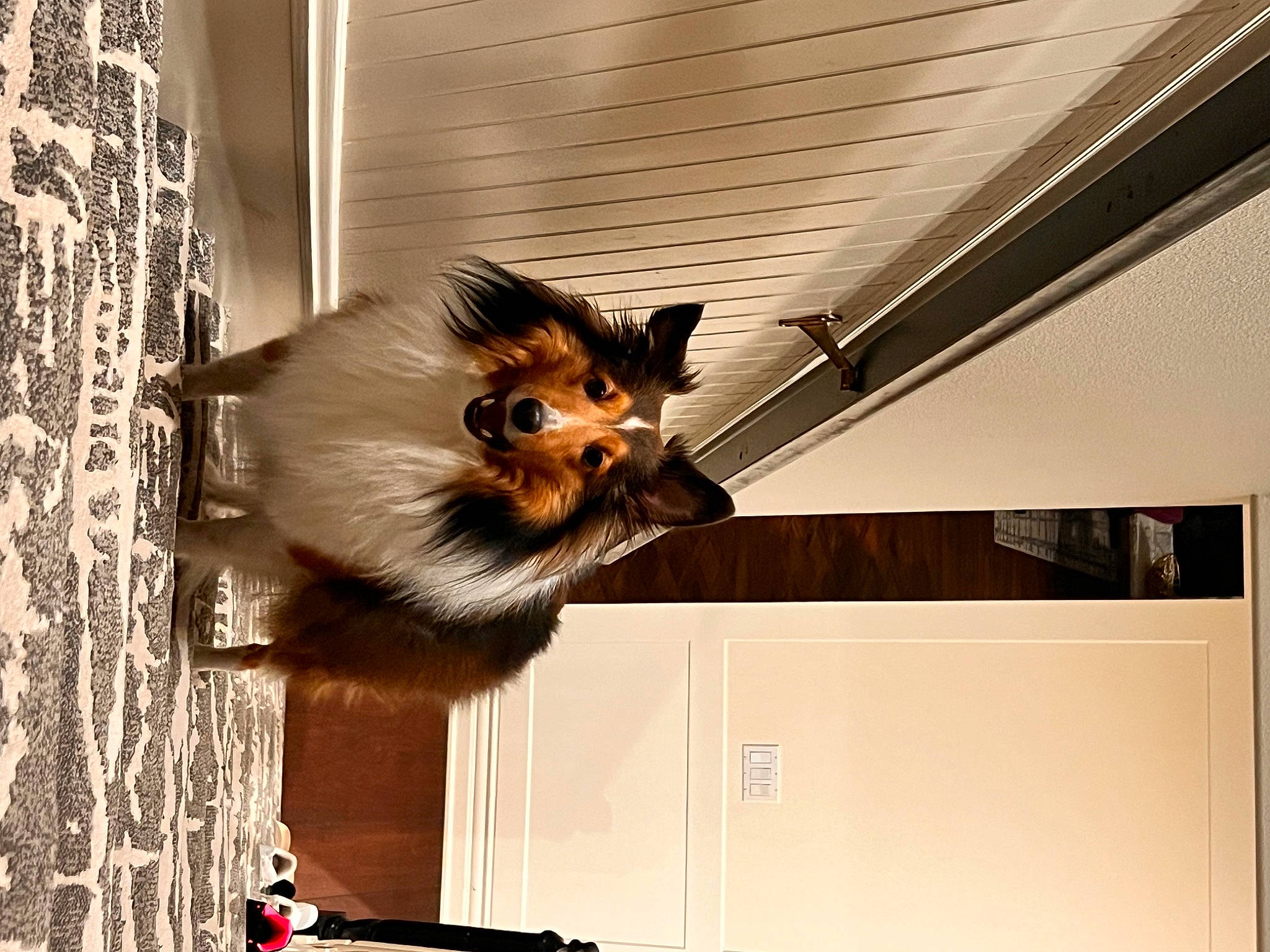 Andy joined the competition — help win amazing prizes! canidae, carnivore, ceiling, companion_dog, dog, dog_breed, door, fawn, felidae, fur, german_spitz, pet_supply, small_to_medium_sized_cats, snout, sporting_group, tail, toy_dog, whiskers, wing, wood