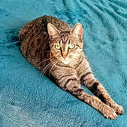 Mimi participe au concours pour gagner de l'argent avec cette photo : animal, bed, blanket, cat, cozy, cute, domestic_cat, ears, eyes, feline, fur, indoor, looking, paws, pet, relaxed, resting, stretching, tabby, whiskers