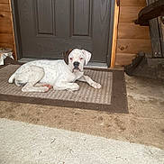 Lacey Jane is registered to the contest to win money with this photo: puppy, dog, white, brown_spot, doormat, door, wooden_wall, floor, porch, animal, pet, lying_down, young_dog, domestic_animal, cute, resting, indoors, house, fur, canine