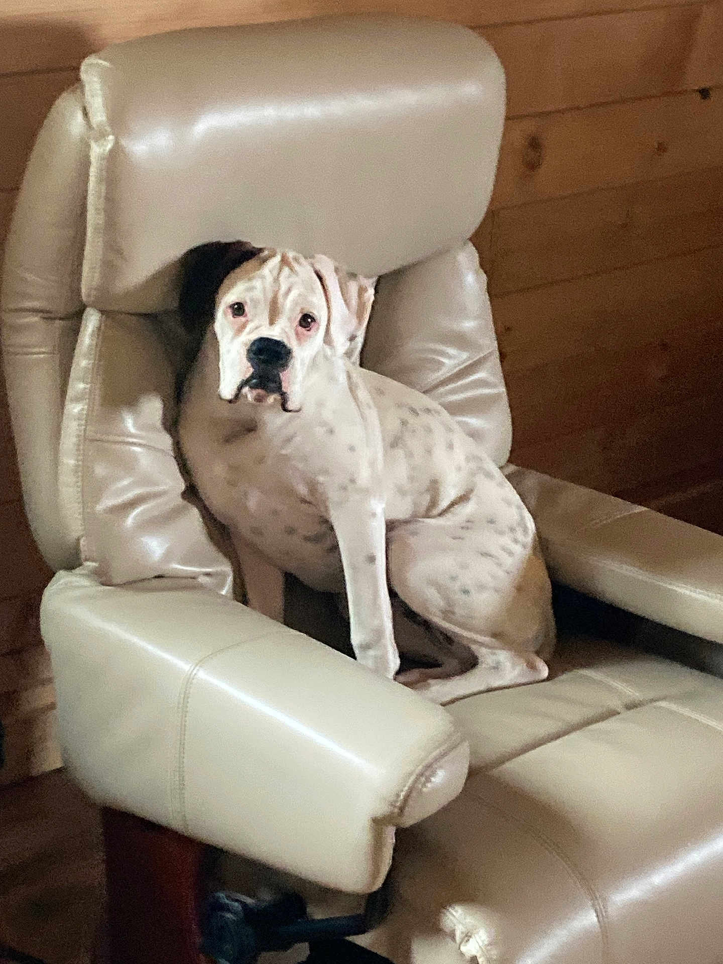 Lacey Jane is registered to the contest to win money with this photo: dog, leather_chair, indoor, spotted, pet, furniture, wooden_wall, sitting, relaxed, comfort, brown, beige, animal, canine, face, paw, looking, house, cozy, portrait