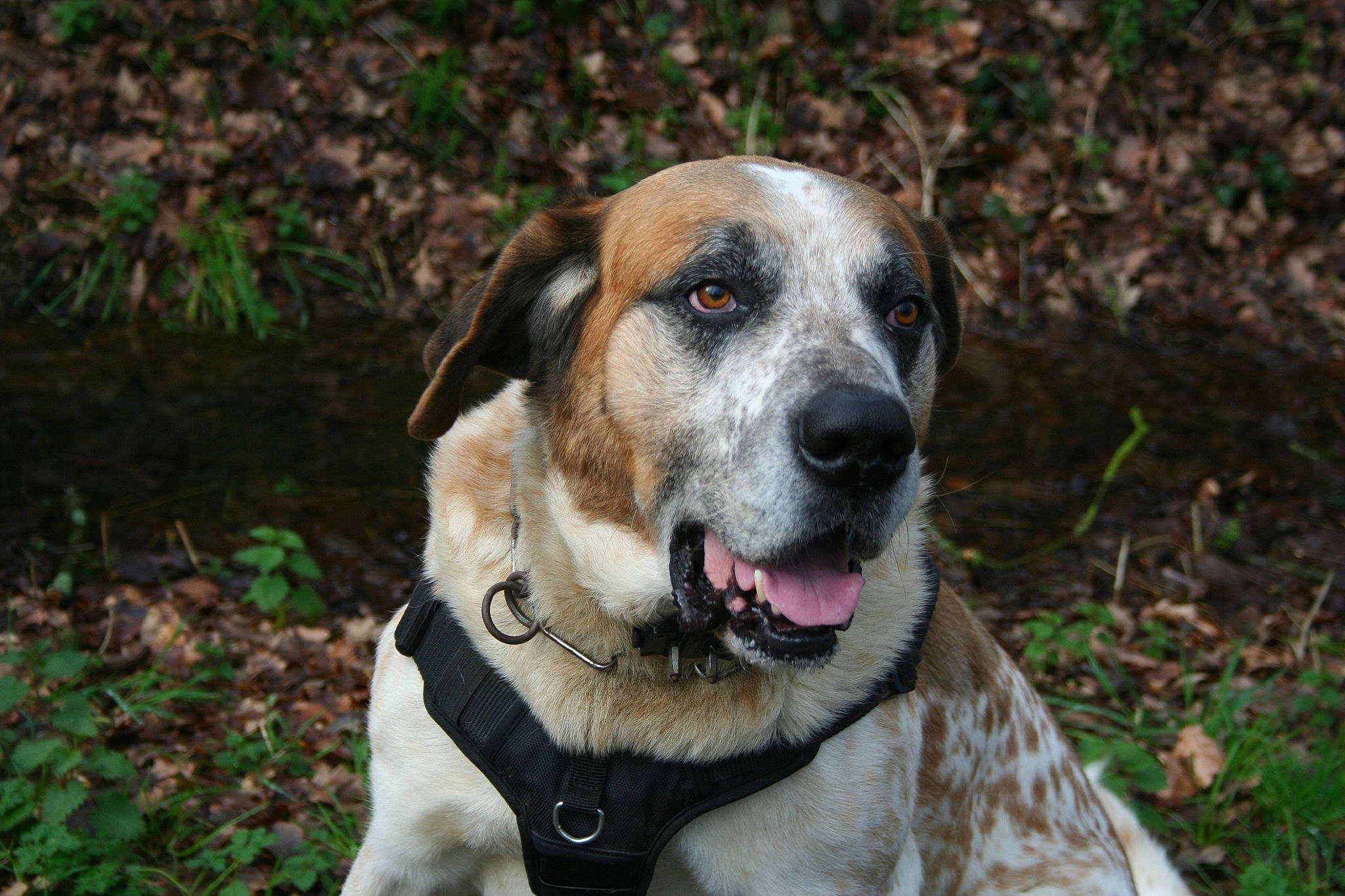 Larko a rejoint le concours — aidez-le/la à gagner de superbes lots ! ball, canidae, carnivore, collar, companion_dog, dog, dog_breed, dog_collar, fawn, grass, hunting_dog, plant, snout, sporting_group, terrestrial_animal, whiskers, working_dog