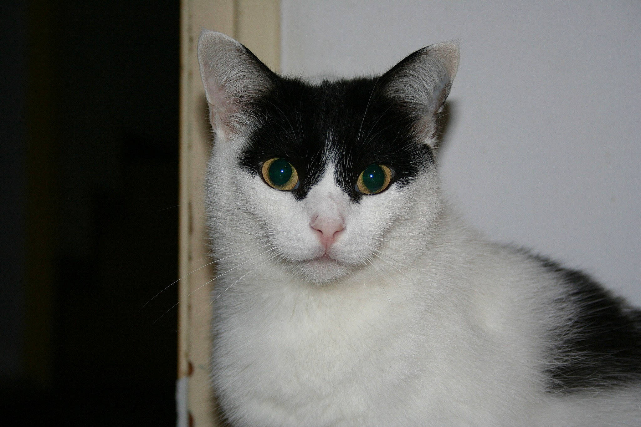 Mily a rejoint le concours — aidez-le/la à gagner de superbes lots ! carnivore, cat, domestic_short_haired_cat, ear, felidae, fur, grey, monochrome_photography, paw, small_to_medium_sized_cats, snout, whiskers