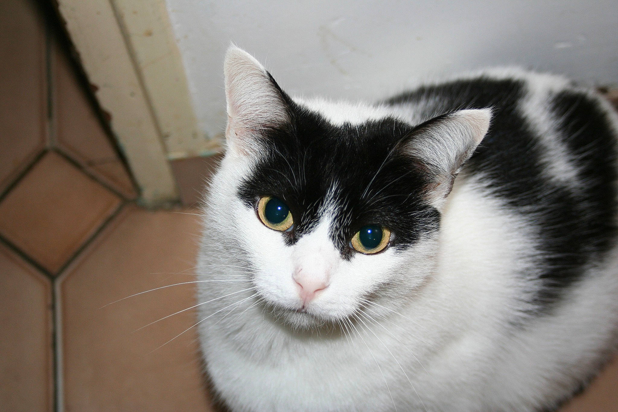 Mily participe au concours pour gagner de l'argent avec cette photo : carnivore, cat, domestic_short_haired_cat, eye, felidae, fur, grey, monochrome, monochrome_photography, paw, small_to_medium_sized_cats, snout, tail, whiskers