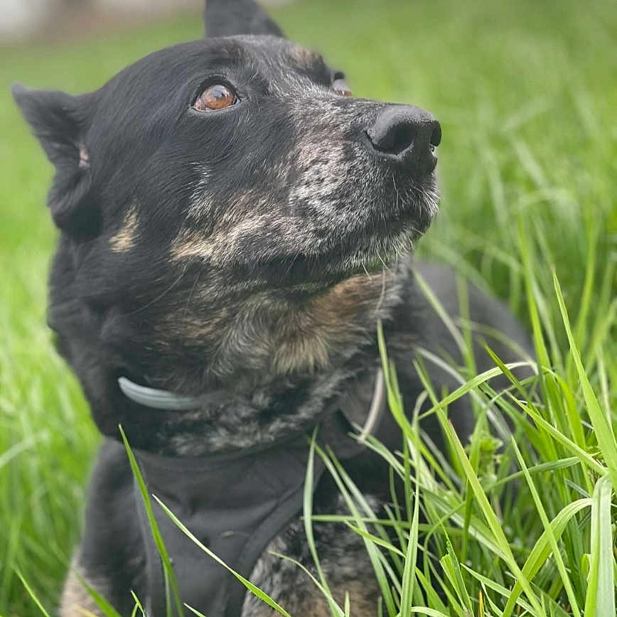 Malice participe au concours pour gagner de l'argent avec cette photo : advertisement, animal, ball, book, canine, dog, grass, hound, labradorretriever, nature, outdoors, pet, photography, plant, poster, publication, puppy, snout, sport, tennis