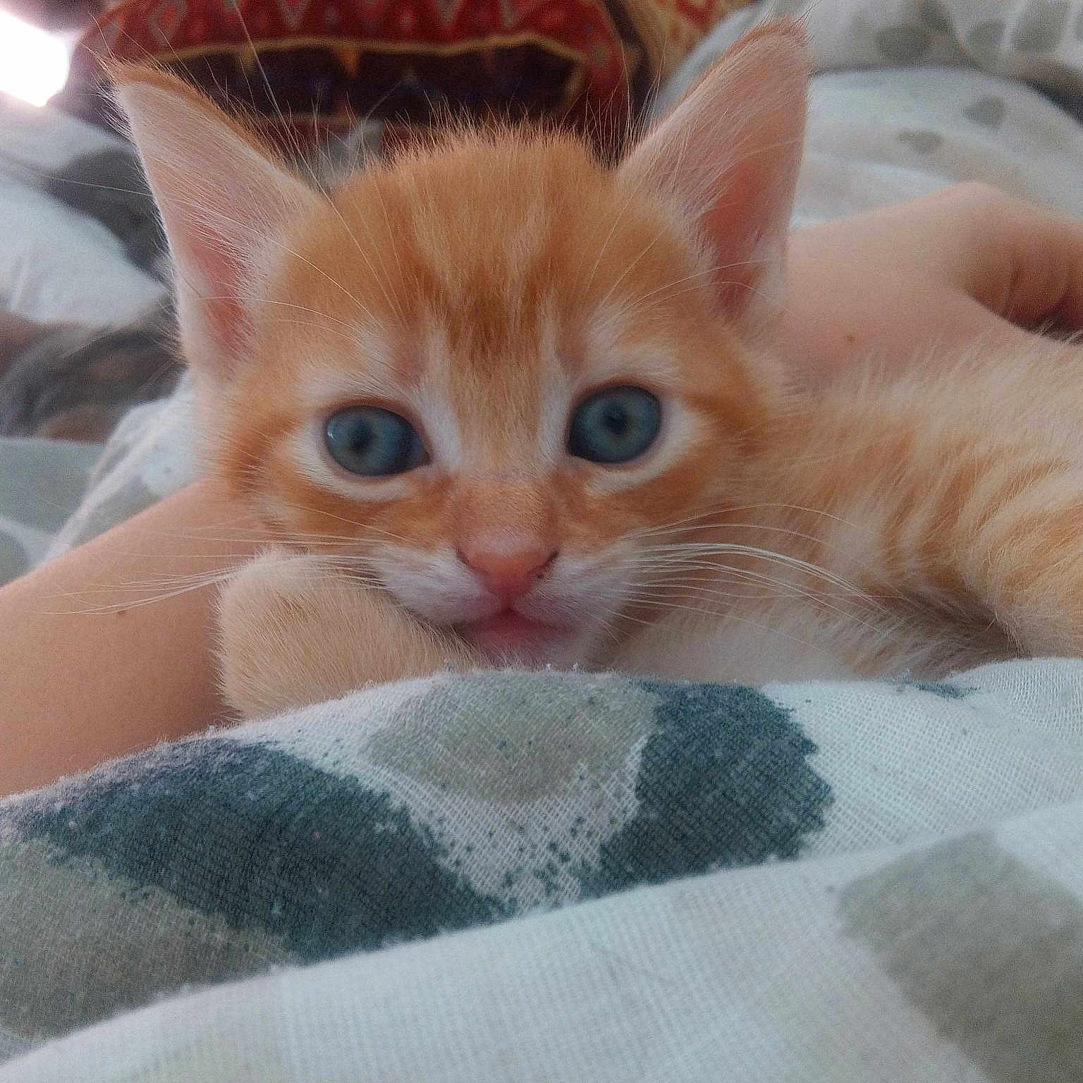 Crixus